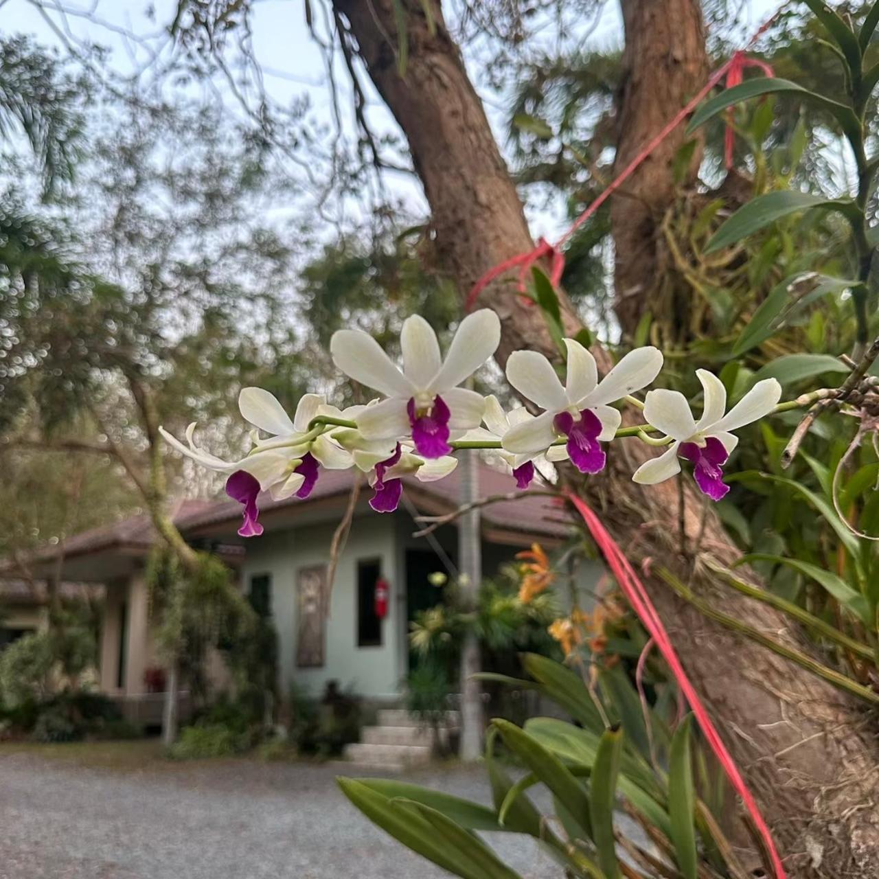 大房子度假村 达叻府 外观 照片